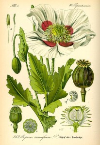 Papaver: principale oppioide naturale. Viene fumato in paesi come la Cina ealtre partyi dell'Asia. Dove è fra le droghe più perniciose