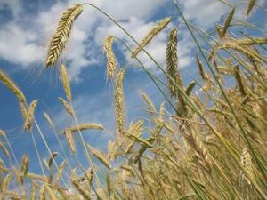 Il grano siciliano un tempofamoso per l'abbondanza, oggi ben meno competitivbo per il prezzo, sarà valorizzato grazie alla sua qualità per il primncipio del 'Km zero'?