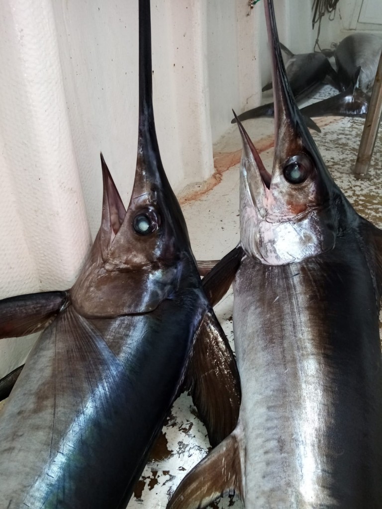 Pesce spada